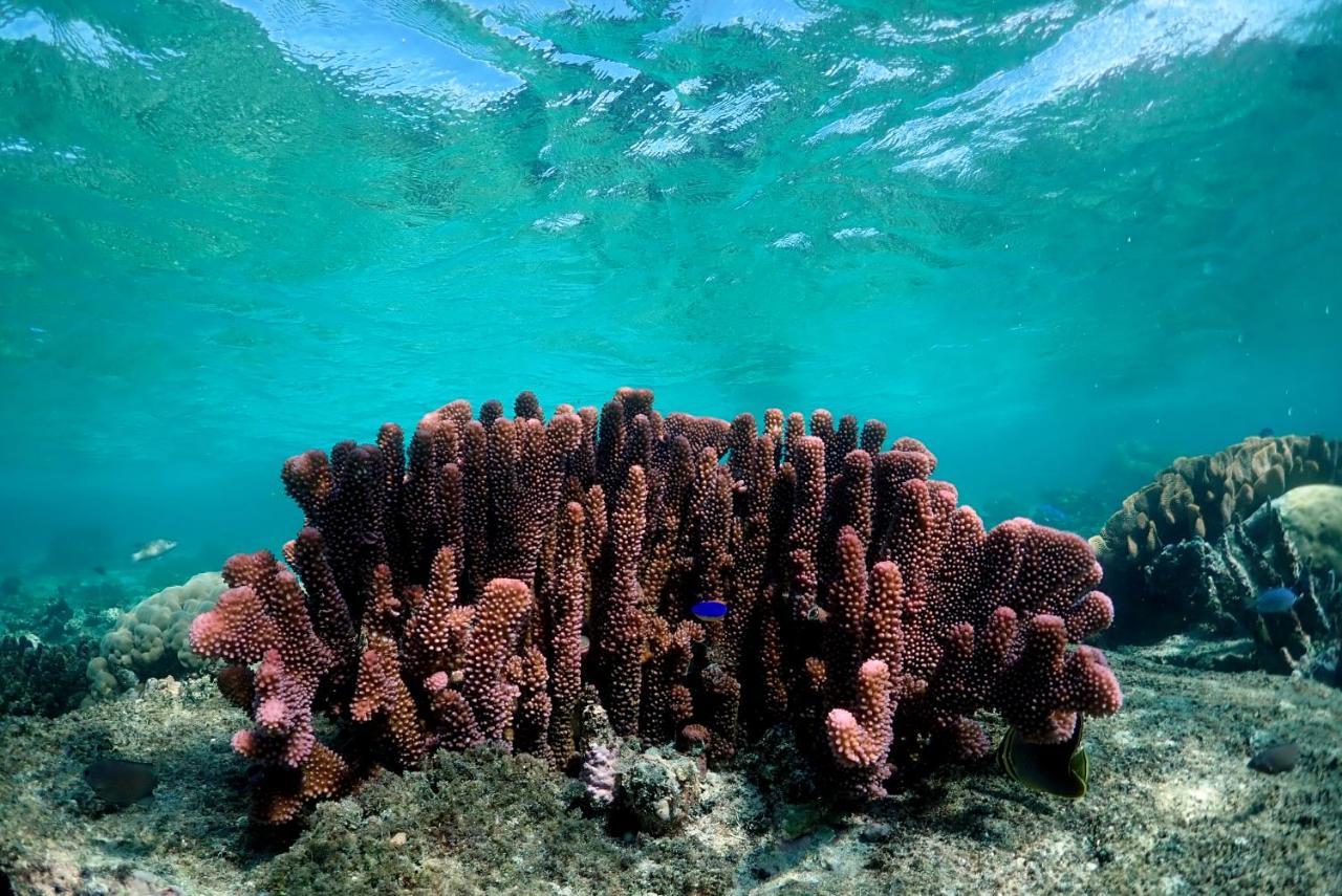 منتجع باراديس كوف Naukacuvu Island المظهر الخارجي الصورة